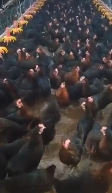 Toyuq, Yumurtalıq, Pulsuz çatdırılma