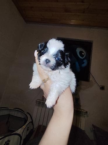 alabay itlerin satisi: Şpitz, 1 ay — 1