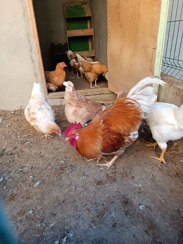 ordek yumurtası: Toyuq, Yumurtalıq — 2