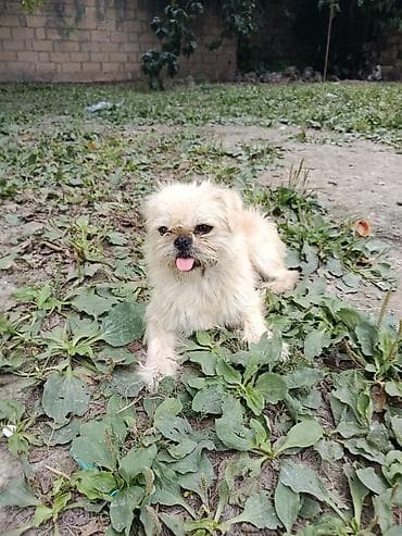 cins heyvanlar: Pekines, 1 il, Erkek, Ünvandan götürmə — 3