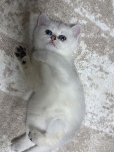 шотландская серебристая шиншилла купить: Шиншилла, Самец, В добрые руки, Самовывоз — 4