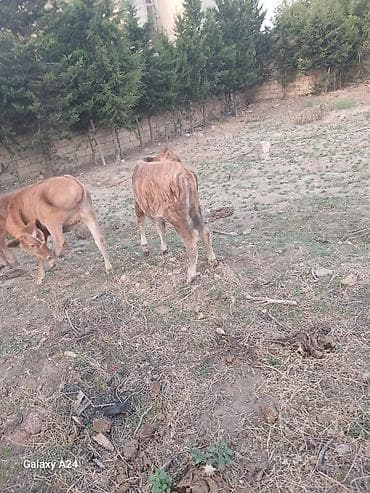 Satılır: 2 baş dana - Növ: iri buynuzlu heyvan (dana) - Say: 2 ədəd - lalafo.az -da Satılır: 2 baş dana - Növ: iri buynuzlu heyvan (dana) - Say: 2 ədəd -
