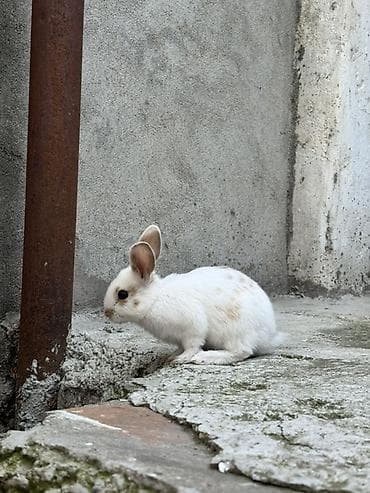 su samuru: Ağ rəngli, qulaqlarının və kürəyinin müxtəlif yerlərində açıq qəhvəyi — 7