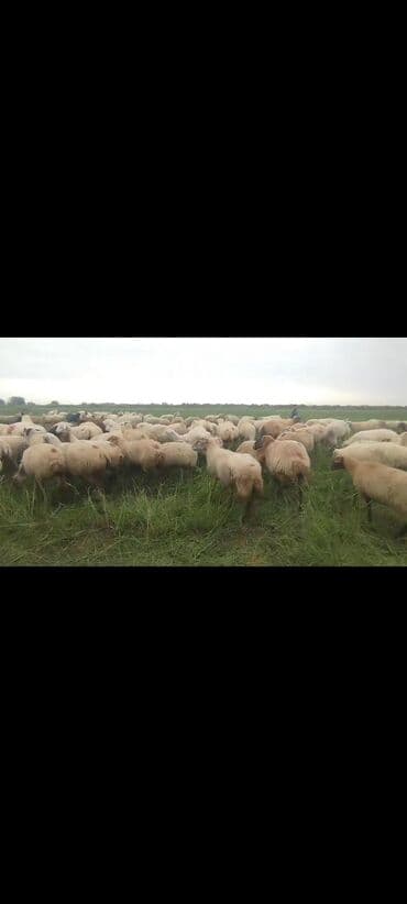 bakida cins ineklerin satisi: Dişi, il: 1, 50 kq, Damazlıq, Ünvandan götürmə — 5