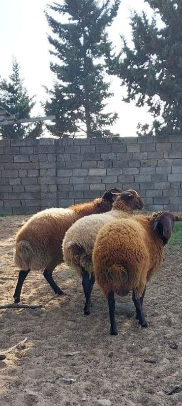 qoyunların qiyməti: Qoyunların üçüdə erkəydi ikisi 35 kilodan çox çəki verir biri isə 40 — 3