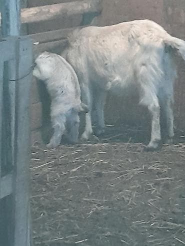 Toyuqlar: Ağ rəngli keçi ailəsi – ana keçi və iki balası - Cins: yerli südlük — 1