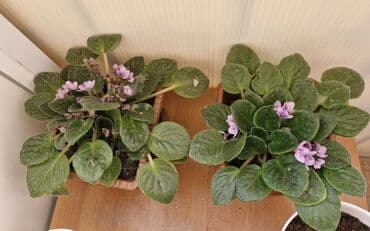 sarmaşiq: Ev bitkiləri. Fialkalar 4 man, sindapsus (sarmaşıq) 3 man, xlorofitum — 1