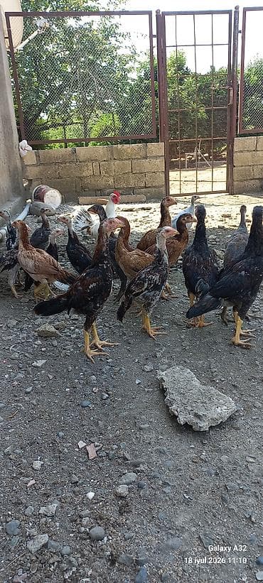 Təmiz qan 2 aylıq tam sağlam daş pipik,badam pipik heyratılar.Unvan — 6