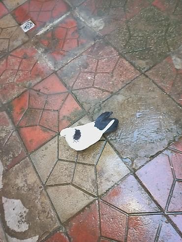 seyfe satlir: Tek olduquna gore satiram saqlam qusdur — 2