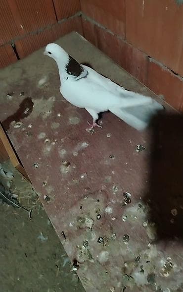 dekarativ quslar: Tecili 2 dene tutulma qirmizi boynu gulu erkeyler cixdi satisa quslara — 2