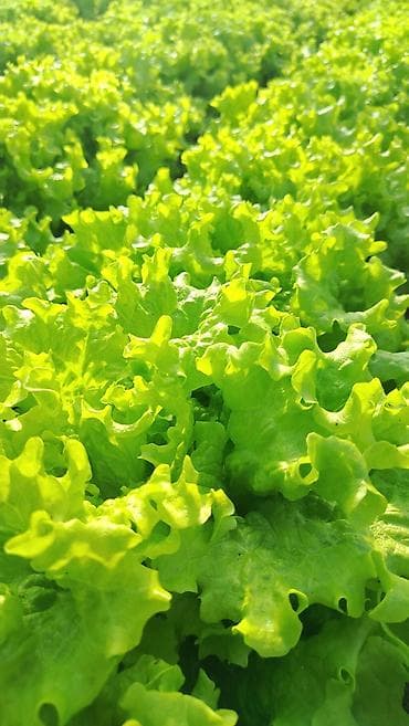 tərəvəz: Kahı (salat yarpağı) - Bakı məhsulu, açıq sahədə yetişdirilmiş - — 1