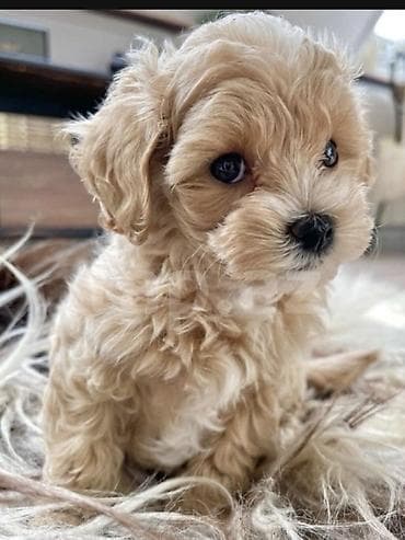 simental erkek dana: Pudel, 2 ay, Erkek, Peyvəndli, Pulsuz çatdırılma — 2