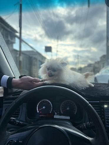 puldur: Şpitz, 5 ay, Dişi, Pulsuz çatdırılma — 2