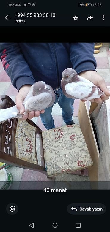 - Məhsul: Göyərçinlər (2 ədəd) - Rəng: Açıq boz-bənövşəyi tonlarda, ağ