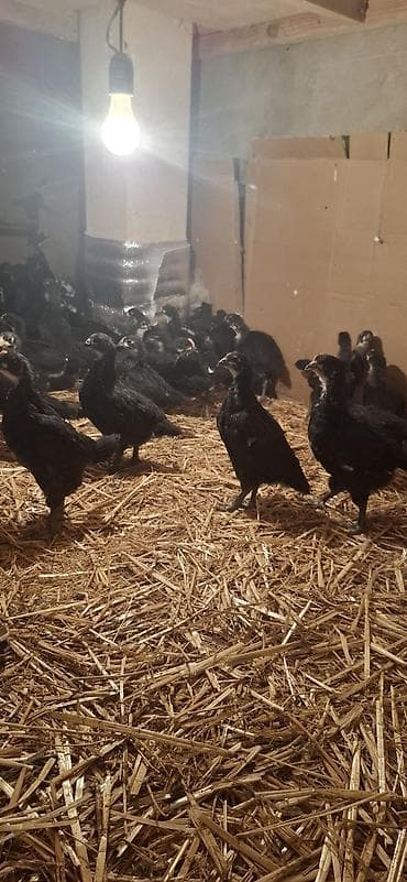 Индюшки: Куриные цыплята, Для разведения — 9