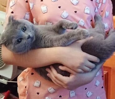 вислоухие коты серые: Шотладская вислоухая, Самка, В добрые руки, Самовывоз — 4