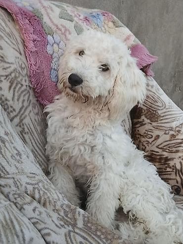Pudel, 8 ay, Erkek, Cütləşmə üçün, Ünvandan götürmə lalafo.az -da Pudel, 8 ay, Erkek, Cütləşmə üçün, Ünvandan götürmə