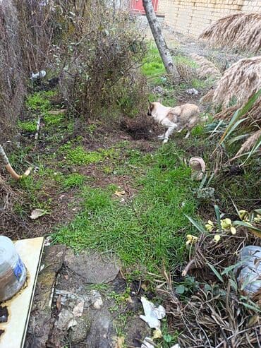 sudluk inekler: Məhsul: dik qulaq zvanok balalri Balaca köpək balaları (qarışıq cins) — 8