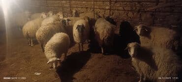 Аквариумы: Qoyun sürüsü – ətlik və damazlıq üçün - Növ: yerli qarışıq cinslər — 7