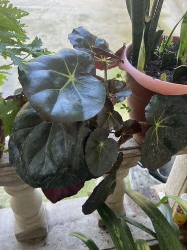 продажа комнатных растений: Her nov guler var endirimnen verecem Gencedi istiyen yazsin satiş — 39