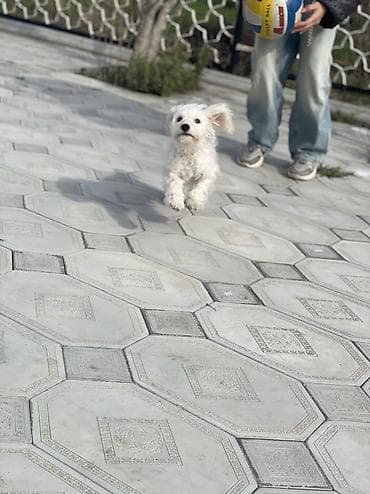 itlerin adlari: Ag rengli pudel.6 ayliqdi. Erkekdi. Peyvendi olunub — 2