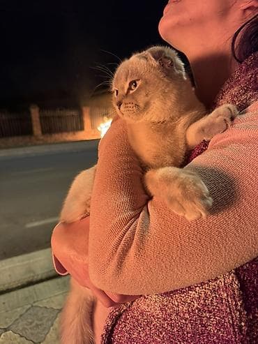 qala quzuları: Şotland, Yaxşı əllərə — 3