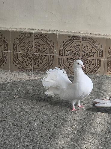 goyərclər: Ag pavlin tam saglam qzgn mayadir başı esenlerdendi — 1