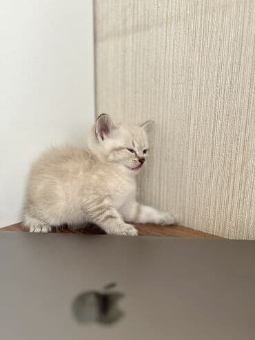 heyvanlar cütləşməsi: Şinşilla — 7