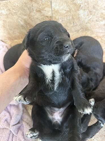 alman coban itləri: Labrador Retriver 50 gunluk balalar tam saglamdirlar qurd dermanlari — 5