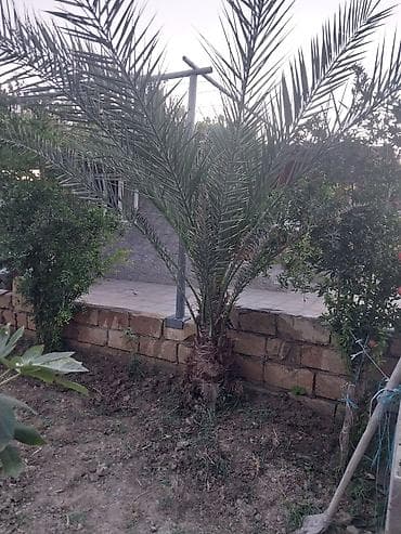 ev gulleri ve adlari: Xurma (xurma palması) – dekorativ landşaft üçün - Növlü xurma — 4
