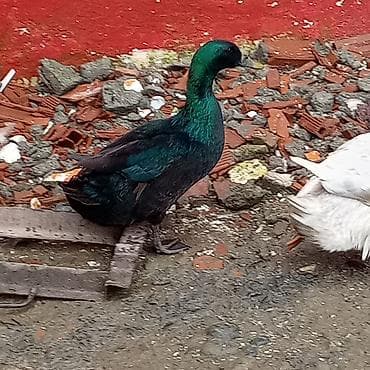 qaz satilir: Satışda – ördəklər kayuqa Xüsusiyyətlər: - Rənglər: parlaq — 3