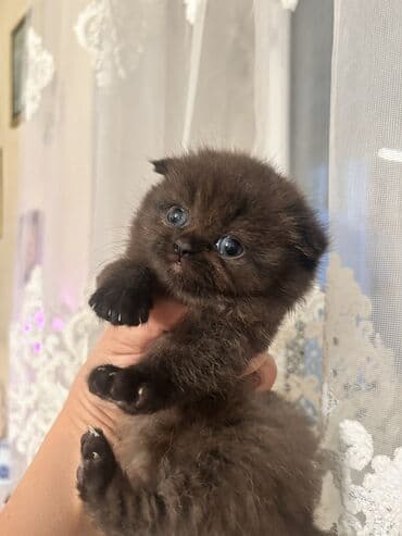 İtlər: Şotland yastı qulaq, Dişi, Yaxşı əllərə, Ünvandan götürmə — 8