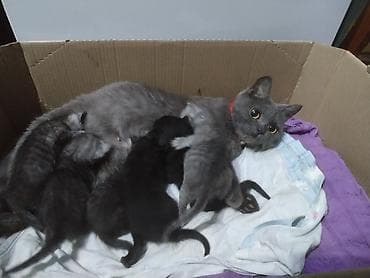 Dişi, Yaxşı əllərə, Ünvandan götürmə