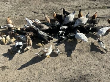 kuban ördek: Salam Aleykum Satılır Ördək Qaz Ördək Cücəsi Toyoq 36 Ədəd Lal Ördək — 24