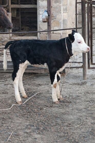 buzov satışı: Bir aylig simental buzov — 1