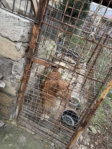 Digər darvaza aksessuarları: Dəmir Həyət darvazası, Yana açılan, 1 m, Mexaniki, Şəbəkə ilə, Kredit yoxdur — 3