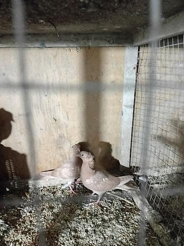 akvarium dekorlari: Sari balar 5 ededi riyal alci narhat elsin 5sde kekldi qesde gozderi — 2
