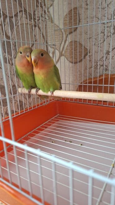 ebabil quşu: 3 aylıq nezalnuçniler qiymet 80 manat:təzə yemə düşmuş valnistlerle — 2