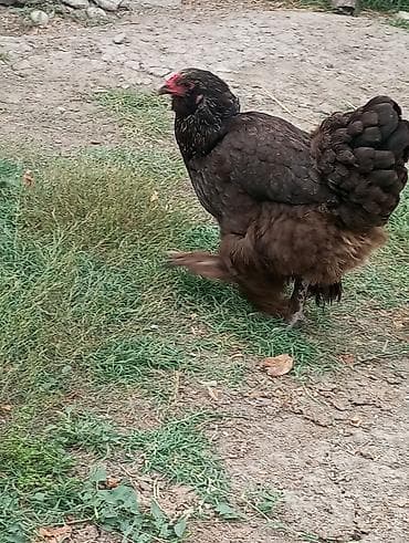toyug cücə: Toyuq, Brama, Damazlıq, Ödənişli çatdırılma — 9