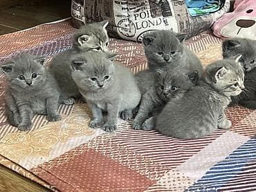 sort pişik: Boz rəngli balaca pişiklər - Cins xüsusiyyəti: Qısa tüklü, bərk — 2