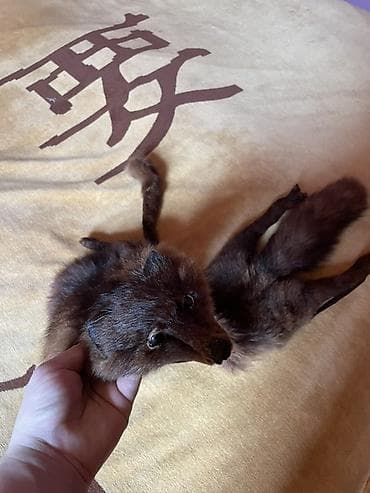 g shock casio: Təbii xəz aksesuar – tülkü dərisindən hazırlanmış çiyin/fur stola - — 2