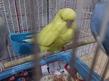 quşlar: Hər ikisi çexdir və öz quşlarımın balasıdır birinci şəkildəki 2 aylıq — 2