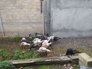 Tecılı satılır, 24 ədəd qiyməti razılaşma yolu ilə