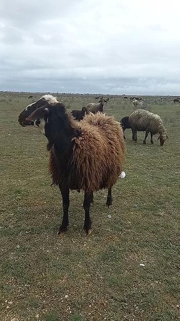qoyun sortları: Qoyun satılır – yerli qara başlı, qəhvəyi yunlu sürü heyvanı - — 6