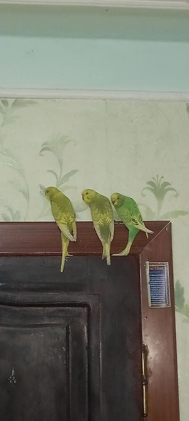 Digər heyvanlar: Məhsul: Dalmatian/xoruzquşu (bozoi və yaşıl tonlarda) dalğıc — 2