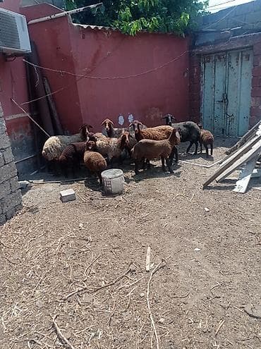 qoyun derisi: Dişi, Qala, il: 1, 50 kq, Damazlıq, Ünvandan götürmə — 10