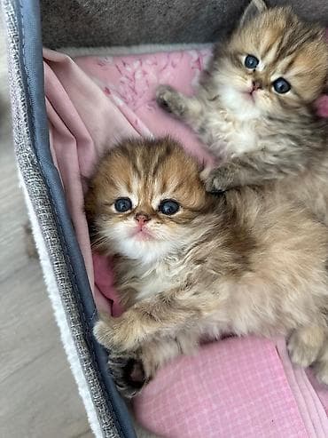 Fars lalafo.az -da Fars