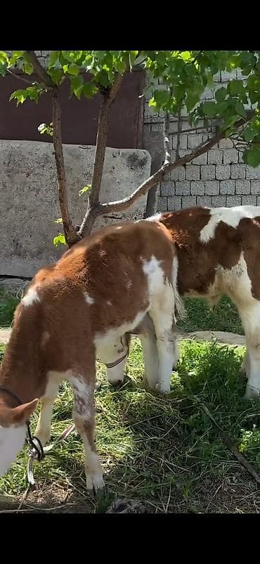 симентал: 2 baş simmental tipli dana - Növ: ətlik-südlük istiqamətli simmental — 6