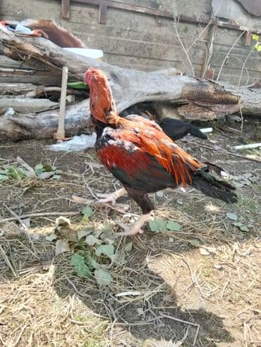 lal ordəklərin satışı: Xoruz, Heyratı, il: 1 — 3