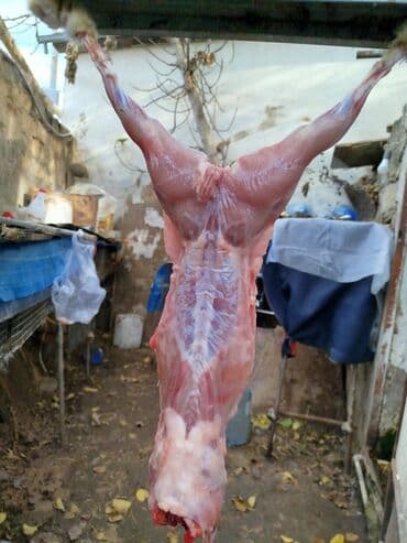 mal əti qiyməti: Dovşan eti halal kesilmiş halal ceki 1 ededi gelir 1k.800q. 1k.500q — 9